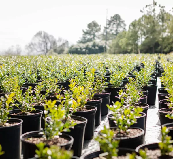 Rows of freshly potted plants. Credit: Cooperative Extension
