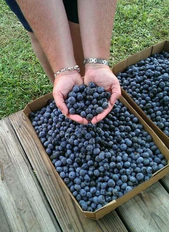 Person holds fresh blueberries in their hands. Credit: Cooperative Extension