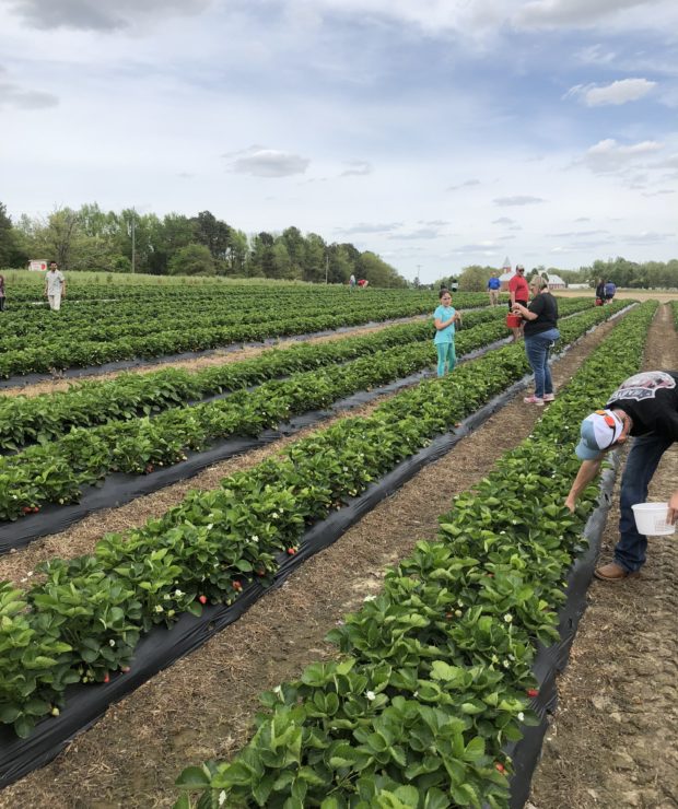 Farm visitors pick fresh strawberry's from patches. Credit: Cooperative Extension