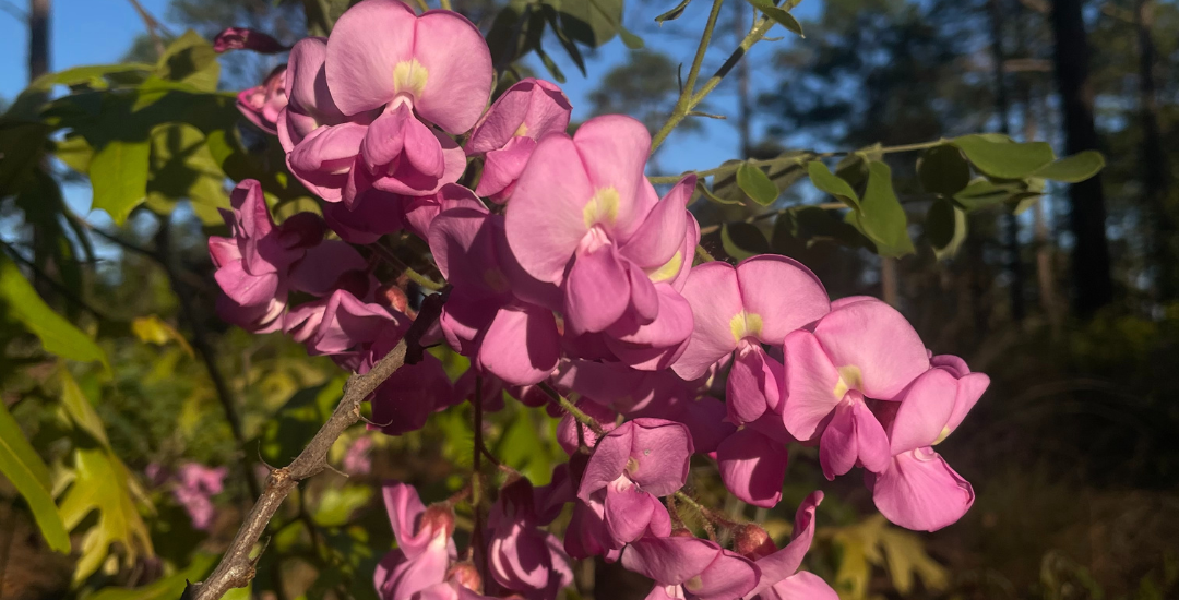 Chamber Chat: It Just Kind of Happened. | Sanford Area Growth Alliance