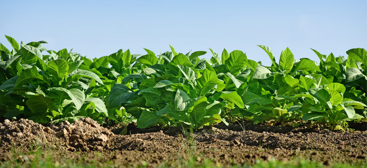 crops in a field